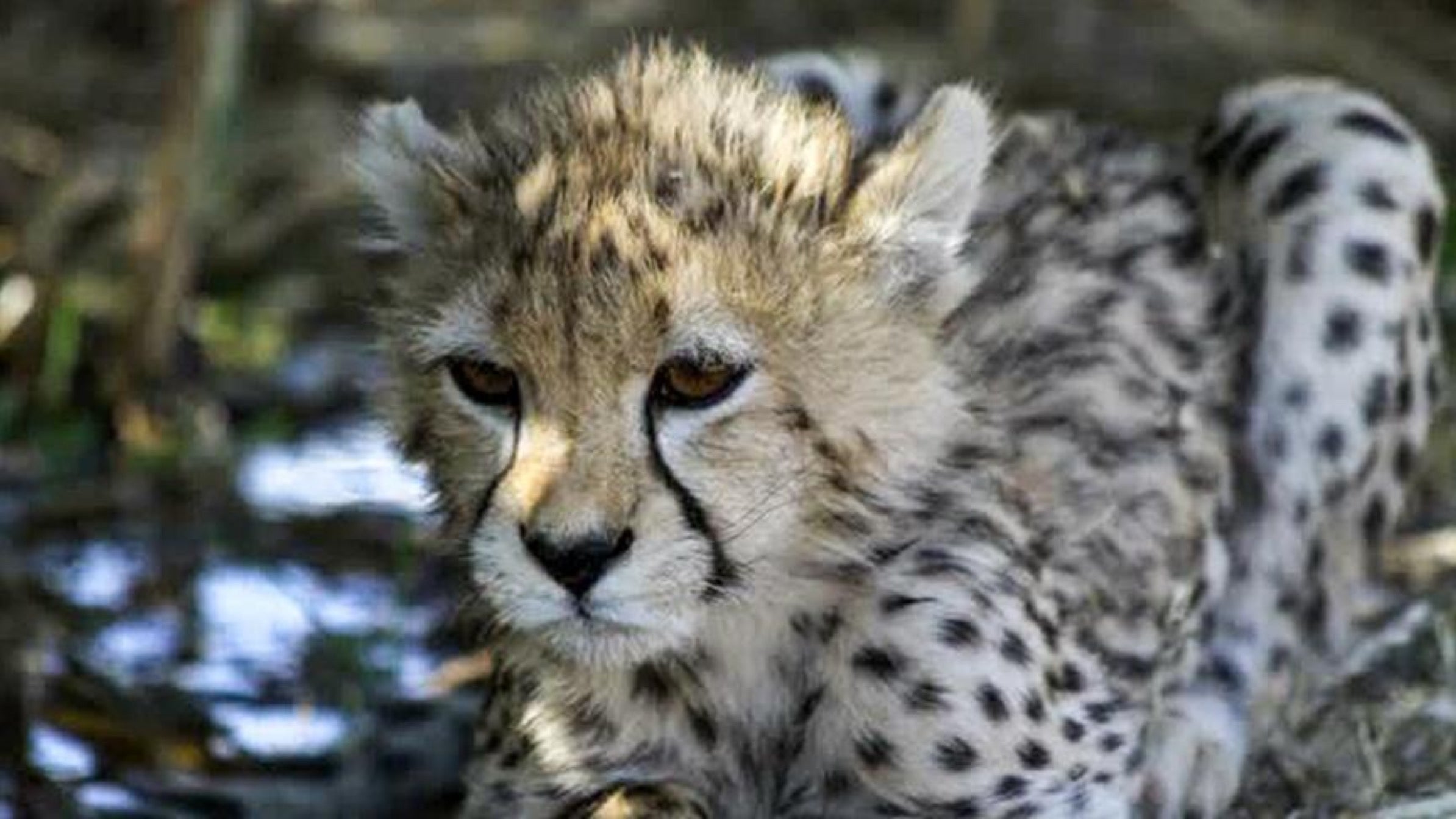 One of the last cheetahs in Asia died in Iran, Magnate Daily